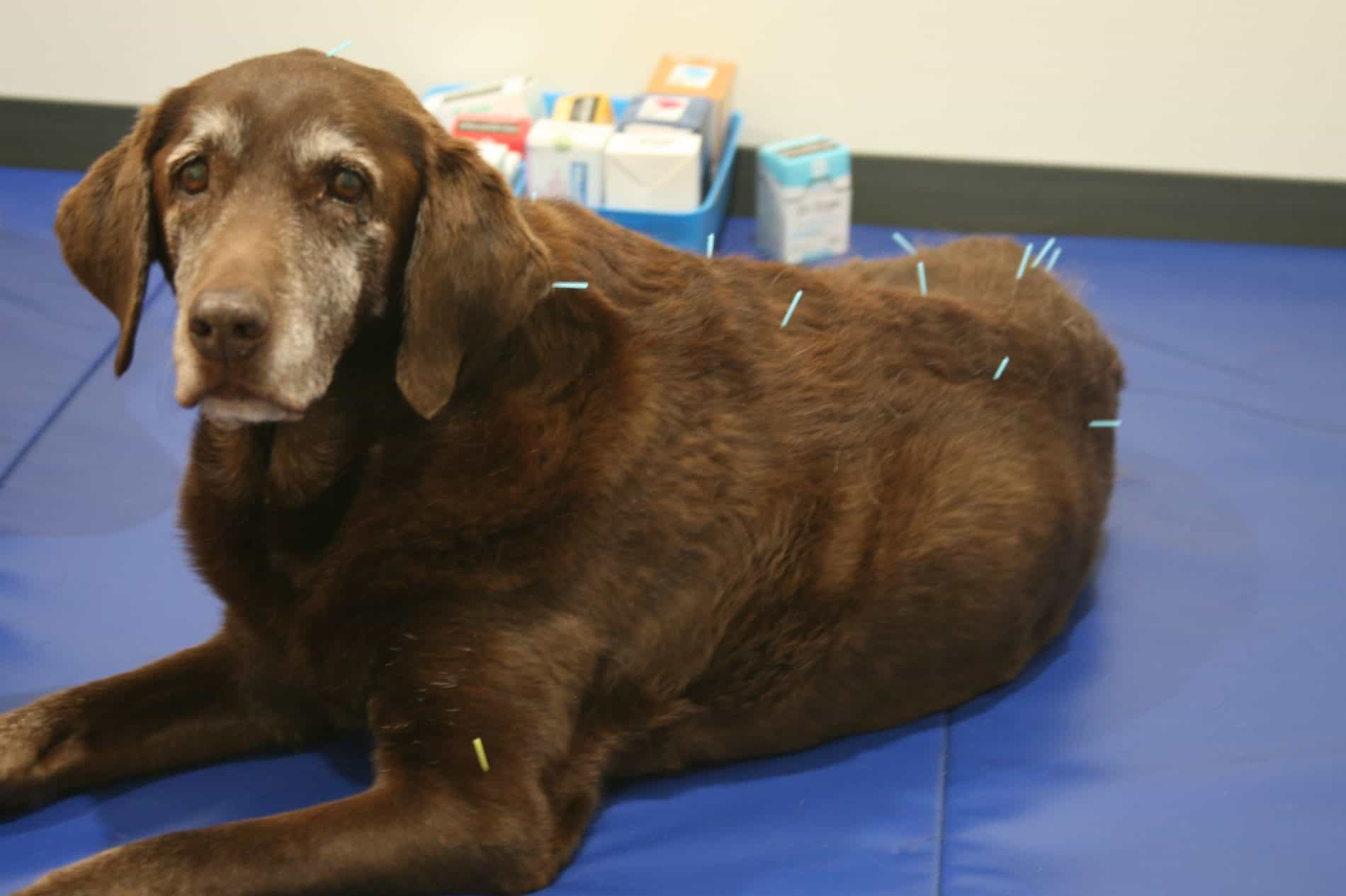 brown Labrador dog receiving acupuncture